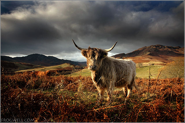 Highland Cow06.jpg